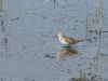 Little Stint