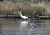 Great White Egret