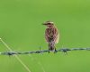 Whinchat