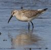 Curlew Sandpiper