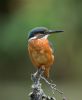 Kingfisher