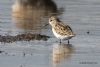 Little Stint