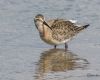 Curlew Sandpiper