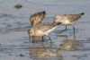 Curlew Sandpiper