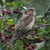 Wryneck