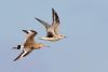 Grey Plover