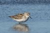 Little Stint