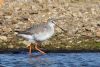 Spotted Redshank