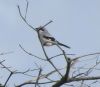 Great Grey Shrike