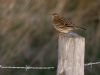 Meadow Pipit