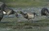 Light-bellied Brent Goose