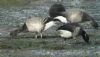 Light-bellied Brent Goose