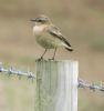 Wheatear