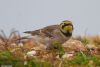 Shore Lark