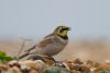 Shore Lark