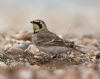 Shore Lark