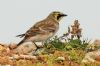 Shore Lark