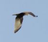 Marsh Harrier