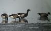 Black Brant