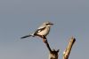 Great Grey Shrike