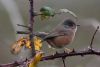 Dartford Warbler