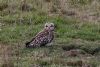 Short-eared Owl