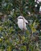 Great Grey Shrike