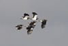 Lapwing