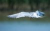 Common Tern