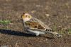 Snow Bunting