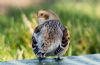 Snow Bunting