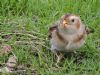 Snow Bunting