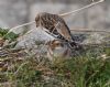 Snow Bunting