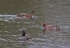 Wigeon