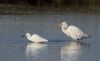 Great White Egret