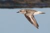 Grey Plover