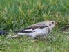 Snow Bunting