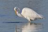 Great White Egret