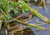 Grey Wagtail