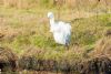 Great White Egret