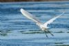 Great White Egret