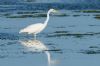 Great White Egret