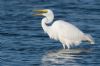 Great White Egret