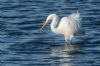 Great White Egret