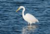 Great White Egret