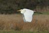 Great White Egret