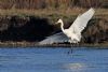 Great White Egret