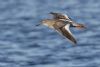 Redshank