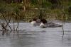 Goosander