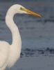 Great White Egret